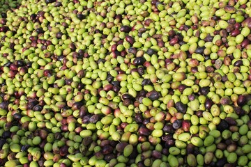 Harvested olives on the press hopper of olive oil mill located in the outskirts of Athens in Attica, Greece.