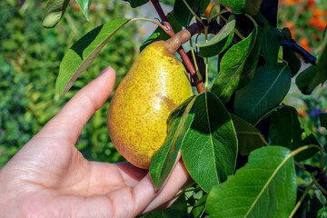 Fresh ripe yellow pear growing on a branch held in her hand by a young woman. Juicy organic pear...