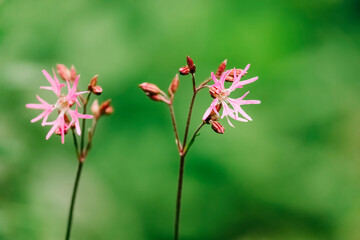 Close-up of ragged robin flower