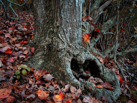 Massive roots of an elm tree trunk and brown leaves in the forest, close up photo in fall