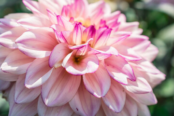 Fototapeta premium Pink petals of a Dahlia flower close-up. Autumn flower