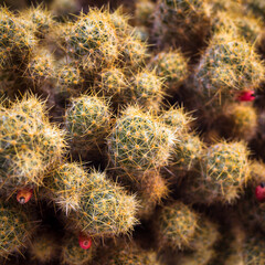 Natural cactus background