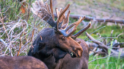Bull Moose feeding at Sprague Lake