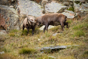 Alpine ibexes fight locking horns on an autumn mountain meadow