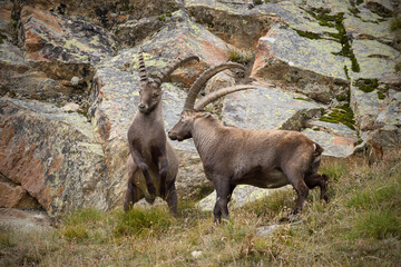 Alpine ibexes fight on an autumn mountain meadow