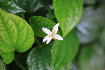 close up of Chaplo flower