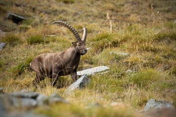 Alpine ibex walks through a meadow