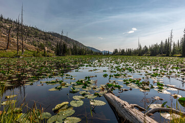 Chickadee Pond (10,033') Lily Pad covered lake in the Wild Basin
