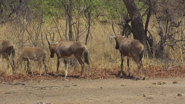 herd of Blesbok or Blesbuck (Damaliscus pygargus phillipsi) Zimbabwe