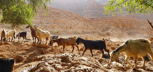 Herd of Goats Grazing in the Mountains of Yehuda desert, Israel