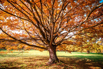 Fototapeta premium A beautiful, spreading oak in the autumn season.
