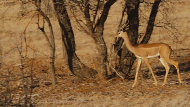 Male Gerenuk (Gazella walleri) or giraffe gazelle walks in Samboro Reserve