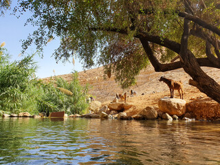 Goat On a rock by the river, desert at noon in a sunny summer day Mountains of Yehuda desert, Israel, Ein uja Milk farming.