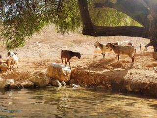 Herd of goats grazing By the river on the desert at noon in a sunny summer day Multi colored goats Mountains of Yehuda desert, Israel, Ein uja