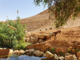Herd of goats grazing by the river, desert at noon in a sunny summer day Multi colored goats Mountains of Yehuda desert, Israel, Ein uja