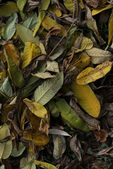 Dry autumn leaves on the ground. Background. Texture. Warm landscape. Yellow and green color.