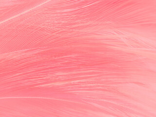 Beautiful abstract gray and pink feathers on white background,  white feather frame texture on pink pattern and pink background, love theme wallpaper and valentines day