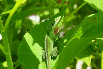 Tropical green anole lizard on a leaves background in Florida nature