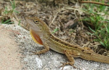 Tropical brown lizard on the rock in Florida wild, closeup