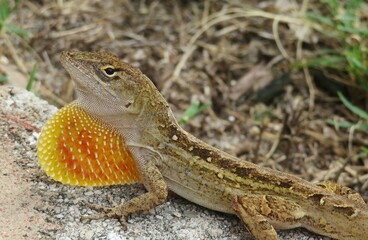 Brown lizard on the stone, closeup