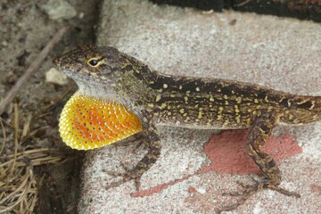 Tropical anole lizard on the stone in Florida nature, closeup