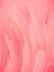 Beautiful abstract gray and pink feathers on white background,  white feather frame texture on pink pattern and pink background, love theme wallpaper and valentines day