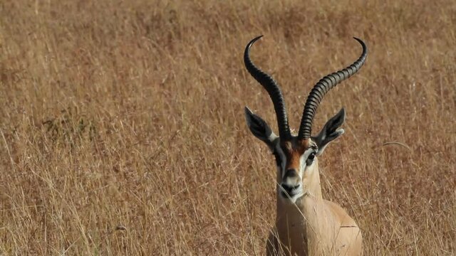 Male Grant's Gazelle in Samboro Reserve