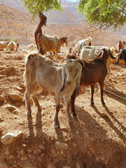 Herd of goats grazing on the desert at noon in a sunny summer day Multi colored goats Mountains of Yehuda desert, Israel, Ein uja