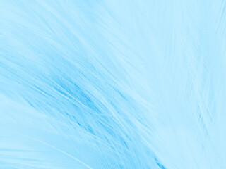 Beautiful abstract blue feathers on white background and soft white feather texture on blue pattern and blue background, feather background, blue theme valentines day