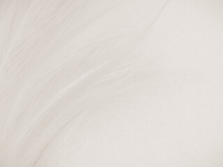 Obraz premium Beautiful abstract gray feathers on white background and soft white feather texture on white pattern and brown background, white texture wallpaper, love theme, valentines day