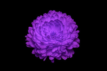 beautiful purple marigold flower Bud isolated on black background.