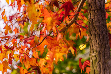 detail of liquidambar (sweetgum tree) leafs with blurred background - autumnal background