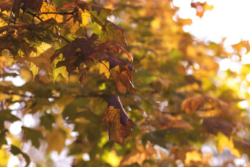 A beautiful tree with bright colorful leaves. Autumn concept.