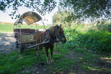Horse and carriage in the countryside