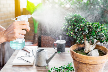 Man watering bonsai leaves.