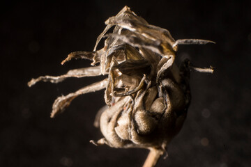 fotos macro de flores y plantas