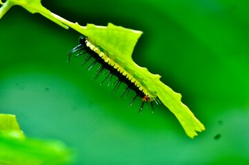 Flora y Fauna de la Sierra Nevada de Santa Marta, Colombia