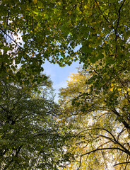 autumn leaves in the forest