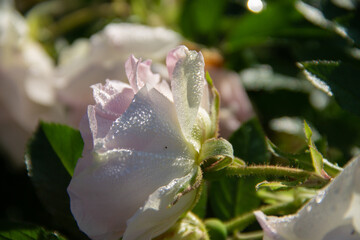 white rose petals covered with water drops close up