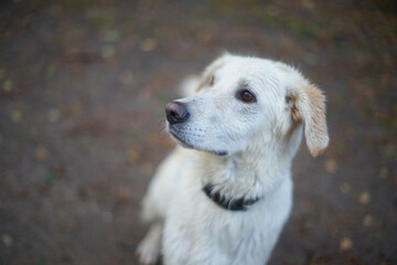 weißer Hund schaut erwartungsvoll nach oben links