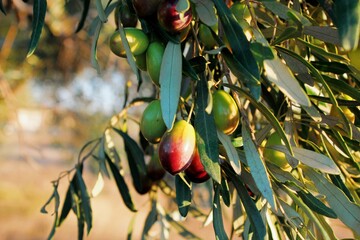 Olives of Manaki variety on olive tree branch in the outskirts of Athens in Attica, Greece.