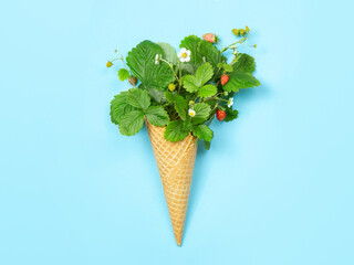 Favela cone with leaves, flowers and strawberries on a blue background. Flat lay. A concept photo is an original gift. Healthy, right food. Harvest from the garden.