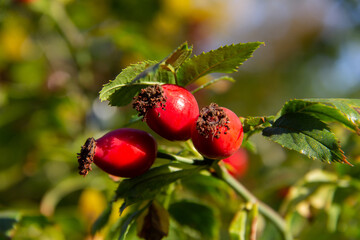oblong berries of wild rose hips