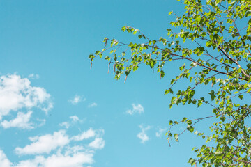 leaves on blue sky background