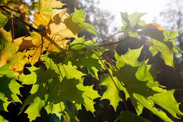 bright autumn leaves on a branch close-up
