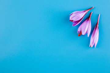 Fresh saffron flower on a turquoise background. Copyspace.