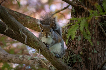 Grey Squirrel in a Tree, Florida