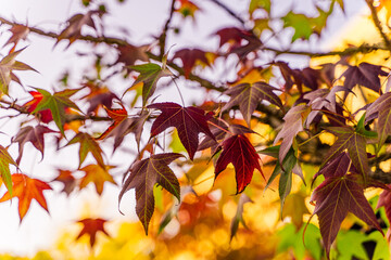 detail of liquidambar (sweetgum tree) leafs with blurred background - autumnal background
