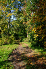 Fototapeta na wymiar a path through the autumn forest