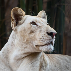 Close up White lion face